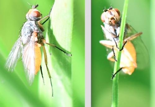 Pegomya sp.